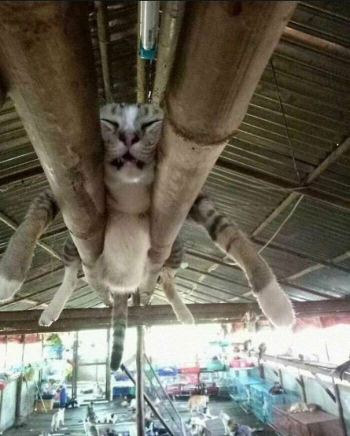 50 Animals Going "Goblin Mode", As Shared By This Dedicated Instagram Account