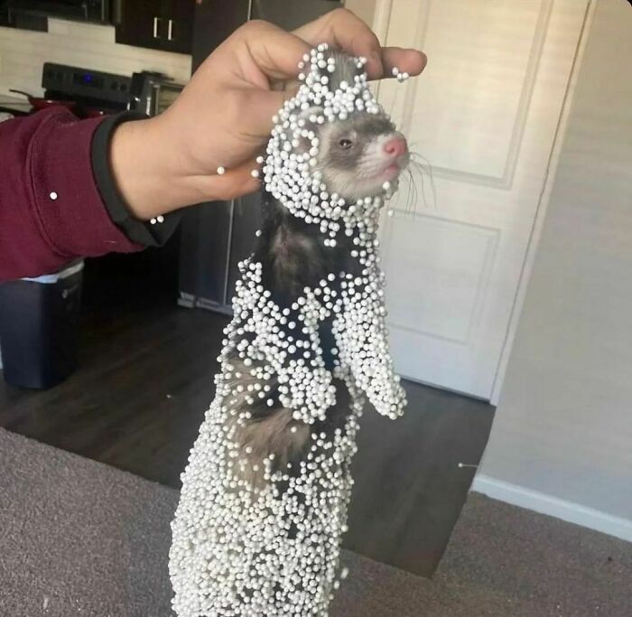 50 Animals Going "Goblin Mode", As Shared By This Dedicated Instagram Account