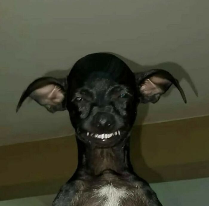 50 Animals Going "Goblin Mode", As Shared By This Dedicated Instagram Account