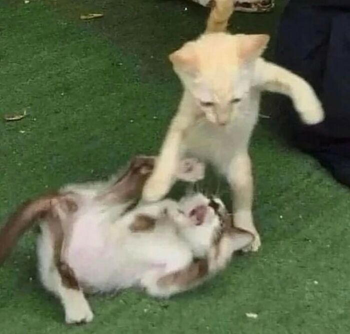 50 Animals Going "Goblin Mode", As Shared By This Dedicated Instagram Account