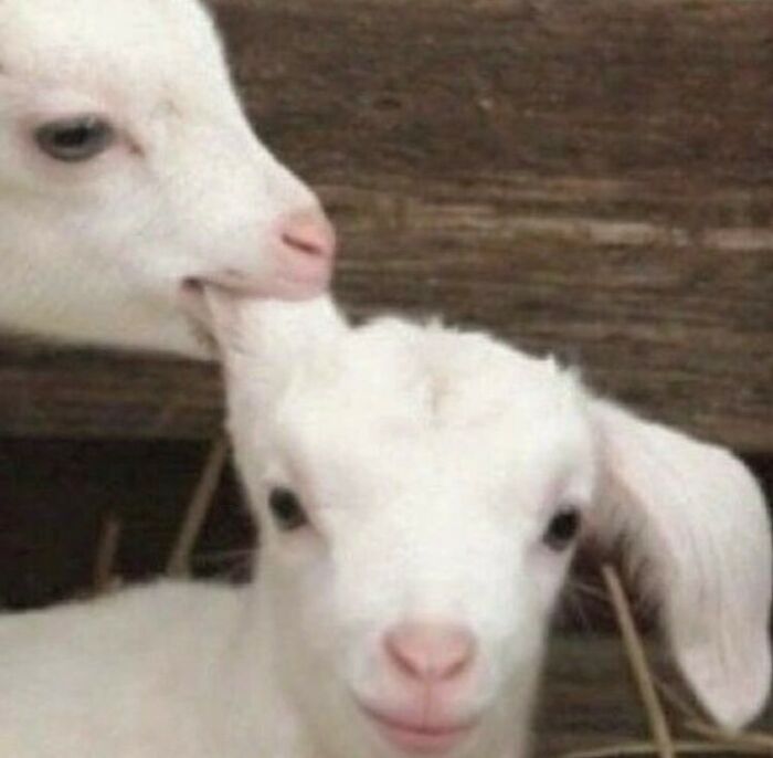 50 Animals Going "Goblin Mode", As Shared By This Dedicated Instagram Account