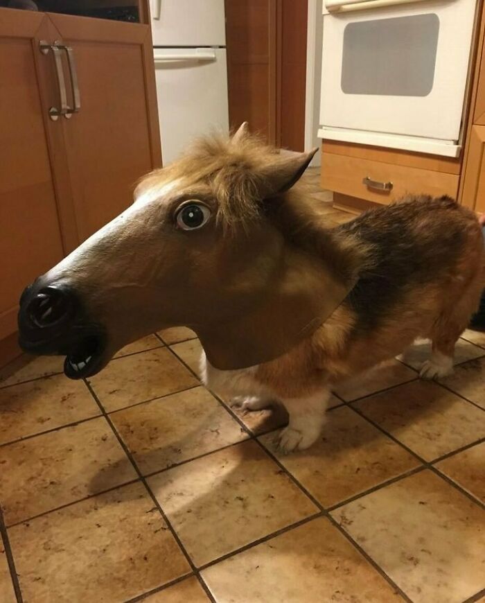 50 Animals Going "Goblin Mode", As Shared By This Dedicated Instagram Account