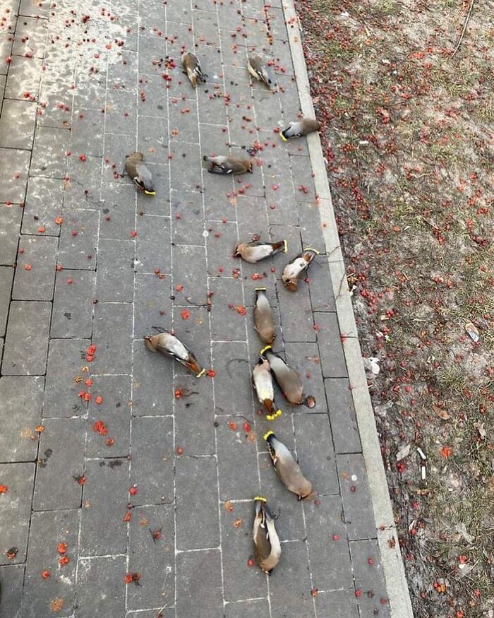 Pajaritos borrachos en una acera de Polonia tras comer bayas fermentadas
