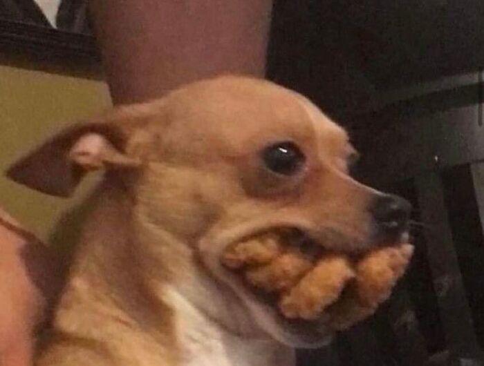 50 Animals Going "Goblin Mode", As Shared By This Dedicated Instagram Account