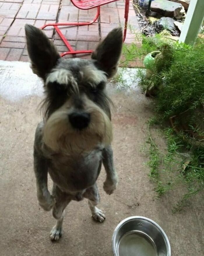 50 Animals Going "Goblin Mode", As Shared By This Dedicated Instagram Account