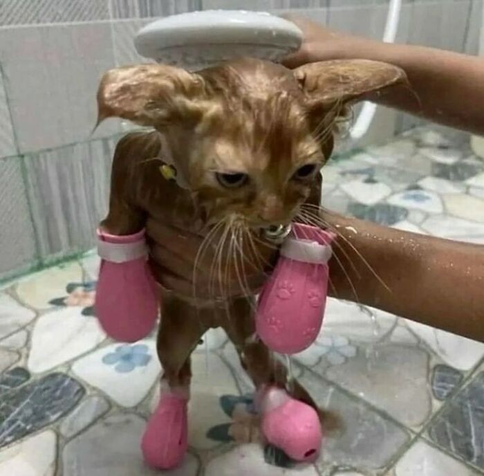 50 Animals Going "Goblin Mode", As Shared By This Dedicated Instagram Account