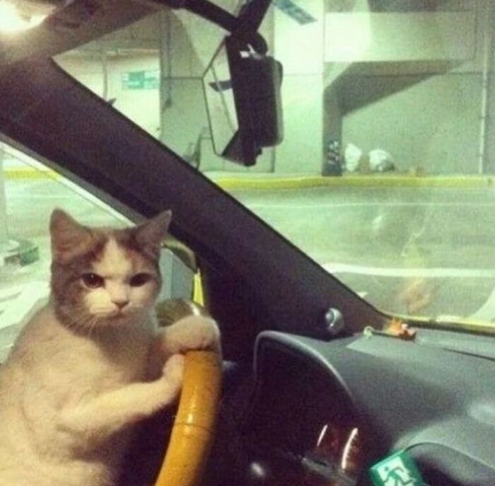 50 Animals Going "Goblin Mode", As Shared By This Dedicated Instagram Account