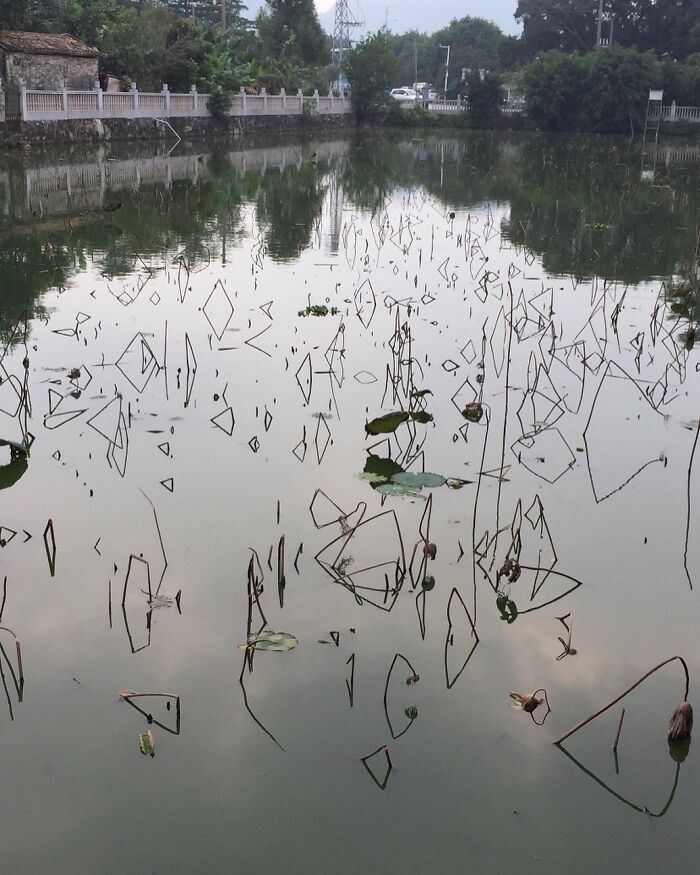 El reflejo de estos palos en el agua