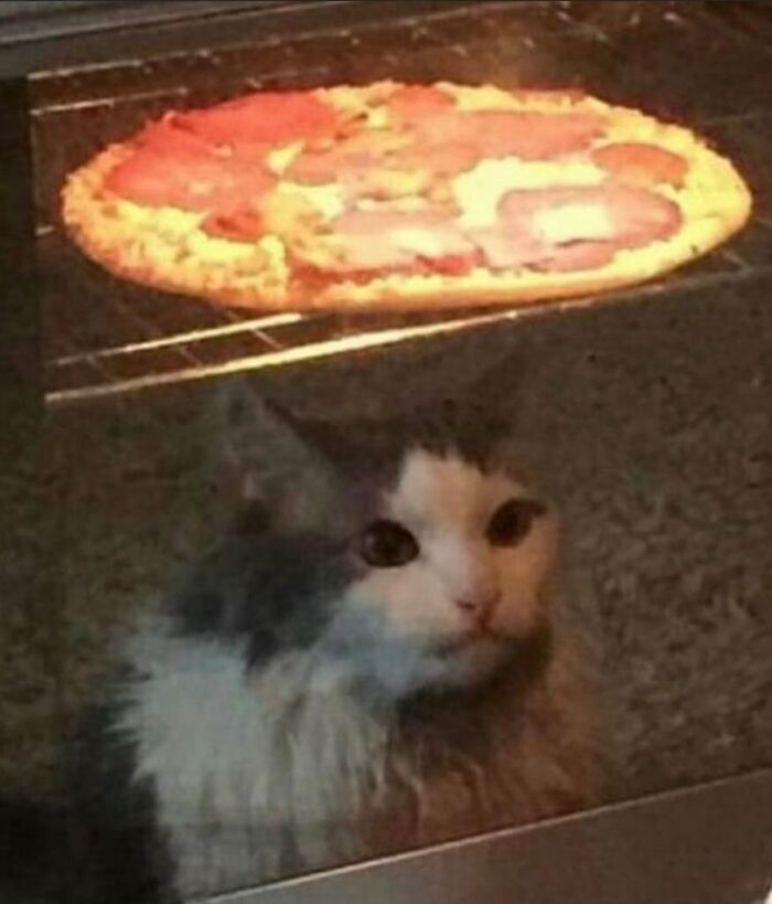 50 Animals Going "Goblin Mode", As Shared By This Dedicated Instagram Account