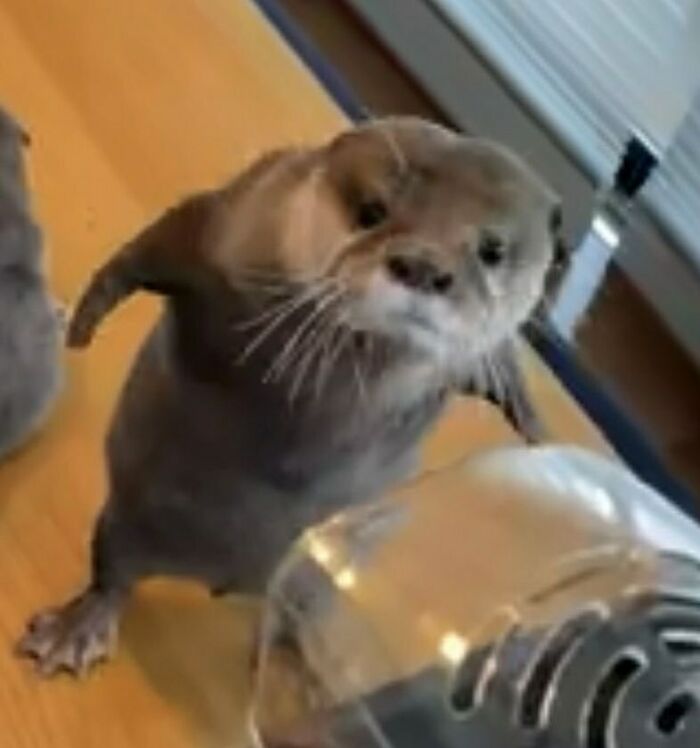 50 Animals Going "Goblin Mode", As Shared By This Dedicated Instagram Account