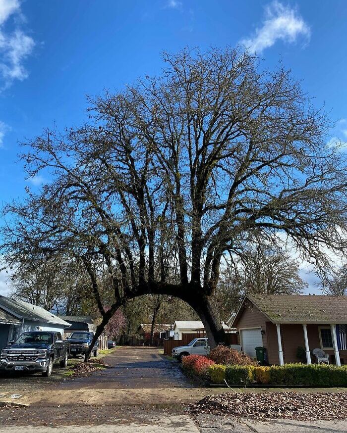 El crecimiento de este árbol