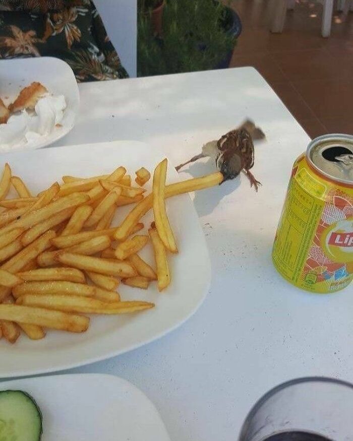 Gorrioncito robando una patata frita en Grecia