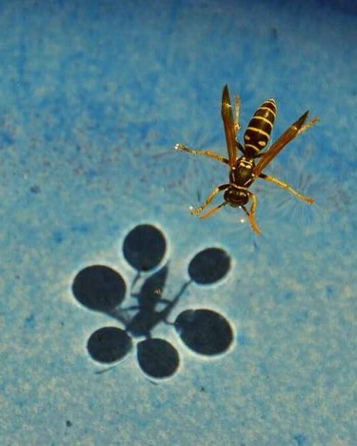 Avispa usando la tensión superficial del agua