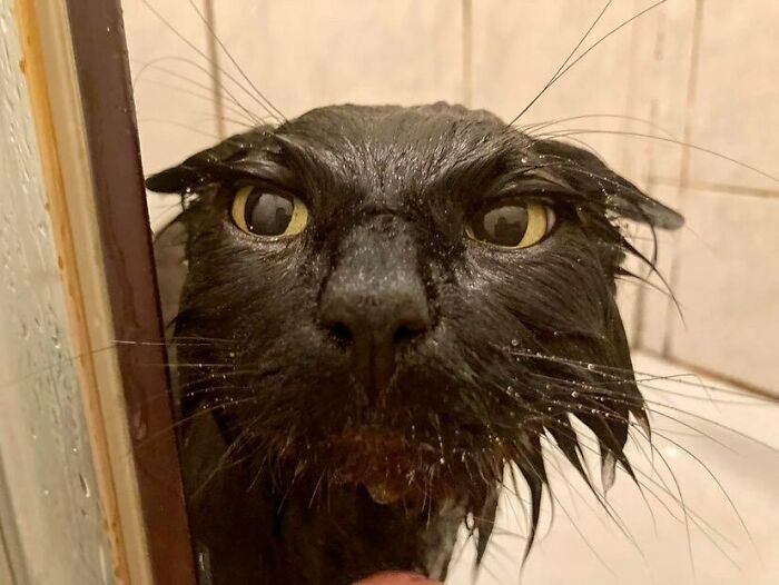 50 Animals Going "Goblin Mode", As Shared By This Dedicated Instagram Account