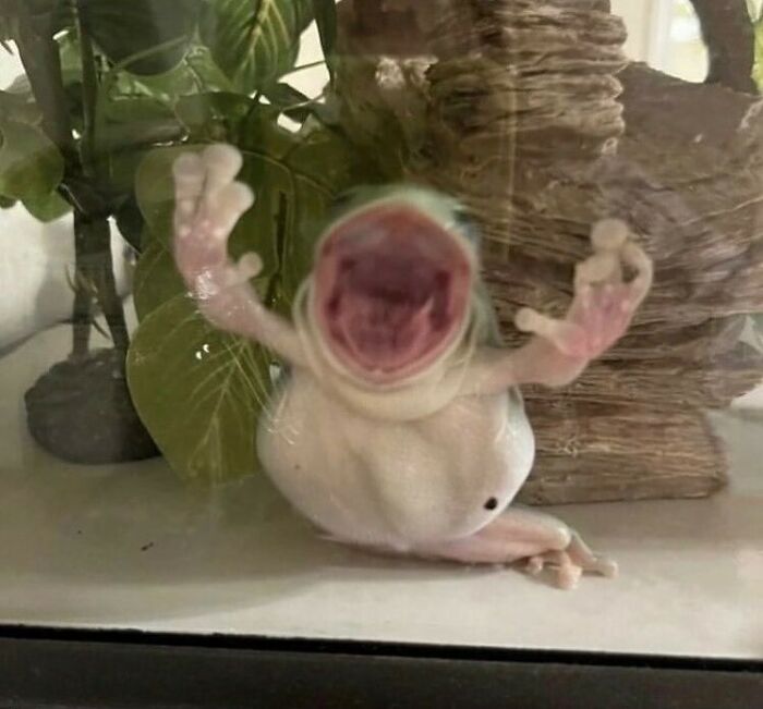 50 Animals Going "Goblin Mode", As Shared By This Dedicated Instagram Account