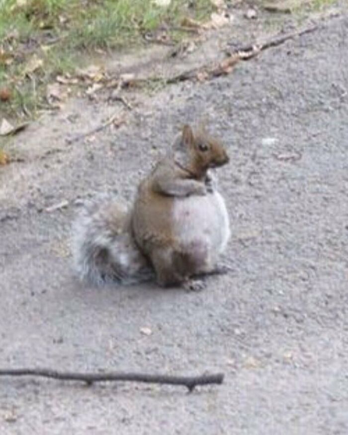 50 Animals Going "Goblin Mode", As Shared By This Dedicated Instagram Account