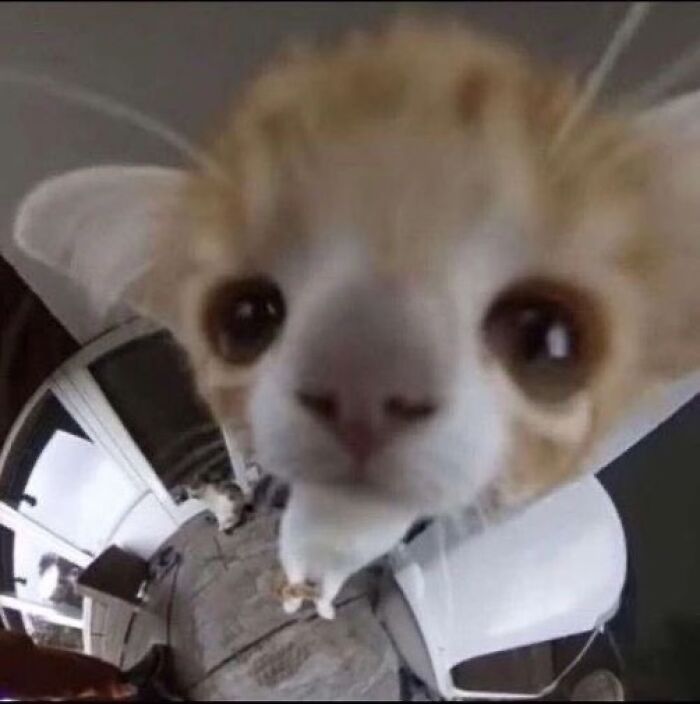 50 Animals Going "Goblin Mode", As Shared By This Dedicated Instagram Account