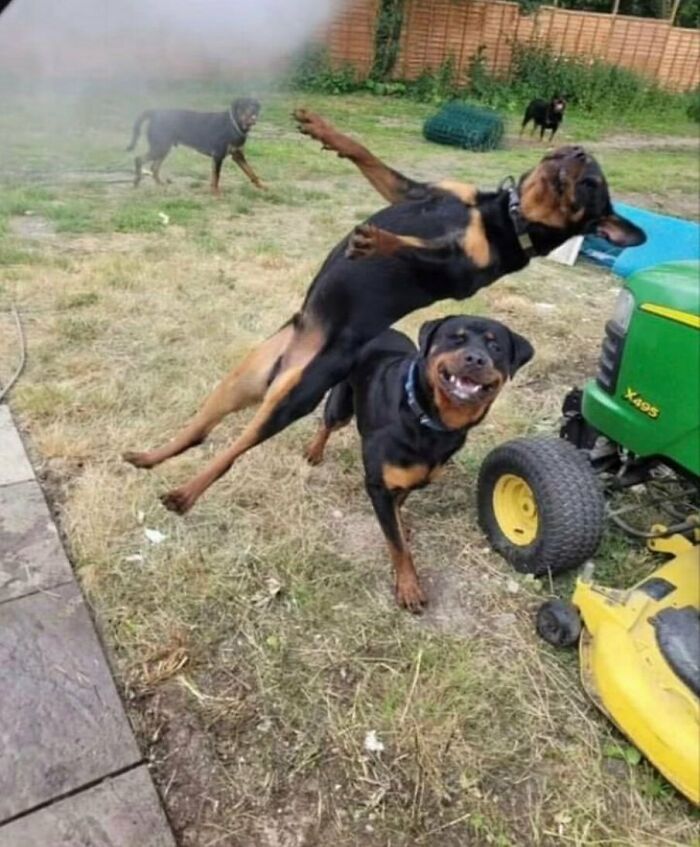 50 Animals Going "Goblin Mode", As Shared By This Dedicated Instagram Account