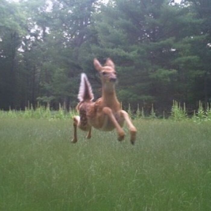 50 Animals Going "Goblin Mode", As Shared By This Dedicated Instagram Account
