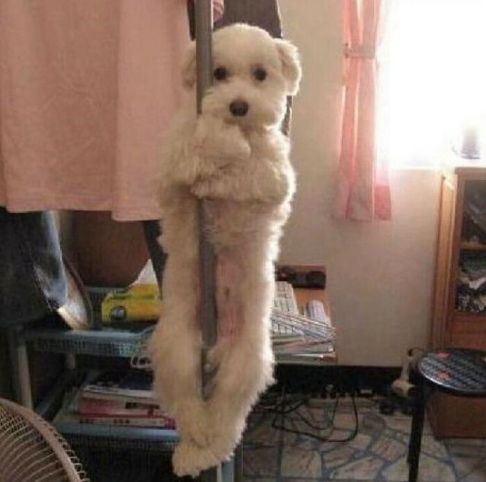 50 Animals Going "Goblin Mode", As Shared By This Dedicated Instagram Account