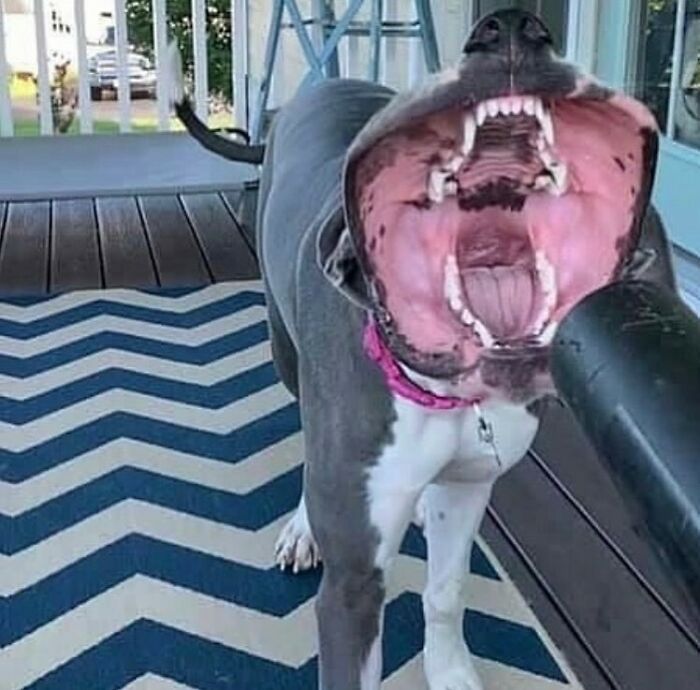 50 Animals Going "Goblin Mode", As Shared By This Dedicated Instagram Account