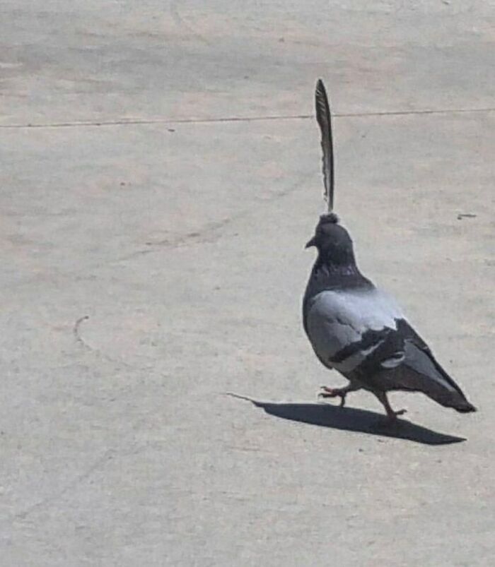 50 Animals Going "Goblin Mode", As Shared By This Dedicated Instagram Account