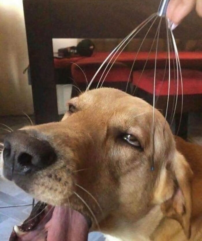 50 Animals Going "Goblin Mode", As Shared By This Dedicated Instagram Account