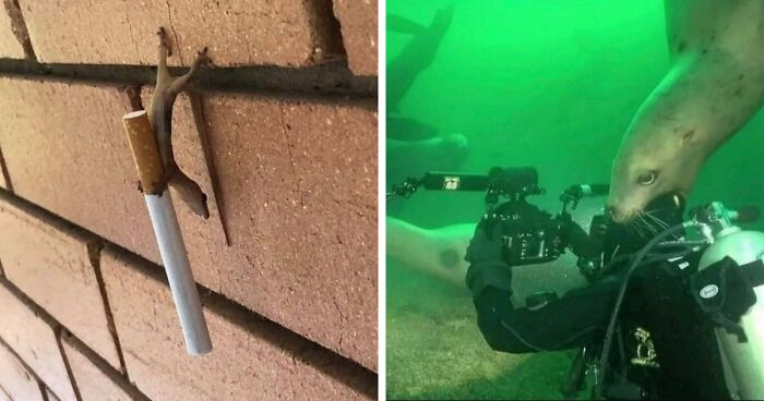 45 Animales actuando sin sentido al activar su modo «goblin»