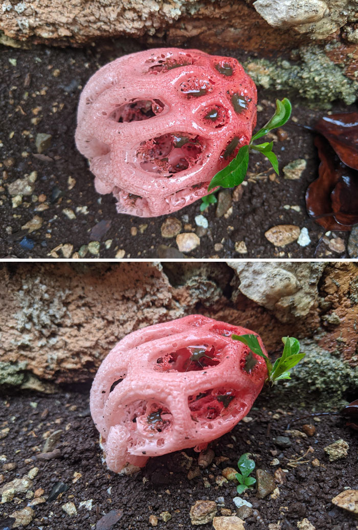 Esto está creciendo en mi jardín trasero