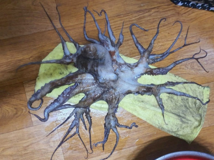 Pulpo de 32 tentáculos encontrado en Corea