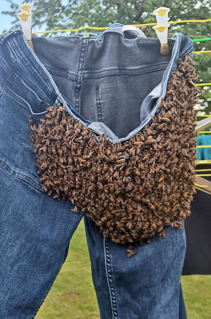 Un enjambre de abejas que buscaba un nuevo hogar decidió que los jeans de mi madre parecían cómodos. Nos pusimos en contacto con un apicultor local y simplemente vino y los metió en su caja.
