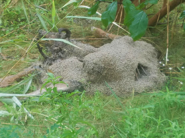 Gusanos comiendo un cadaver de ciervo
