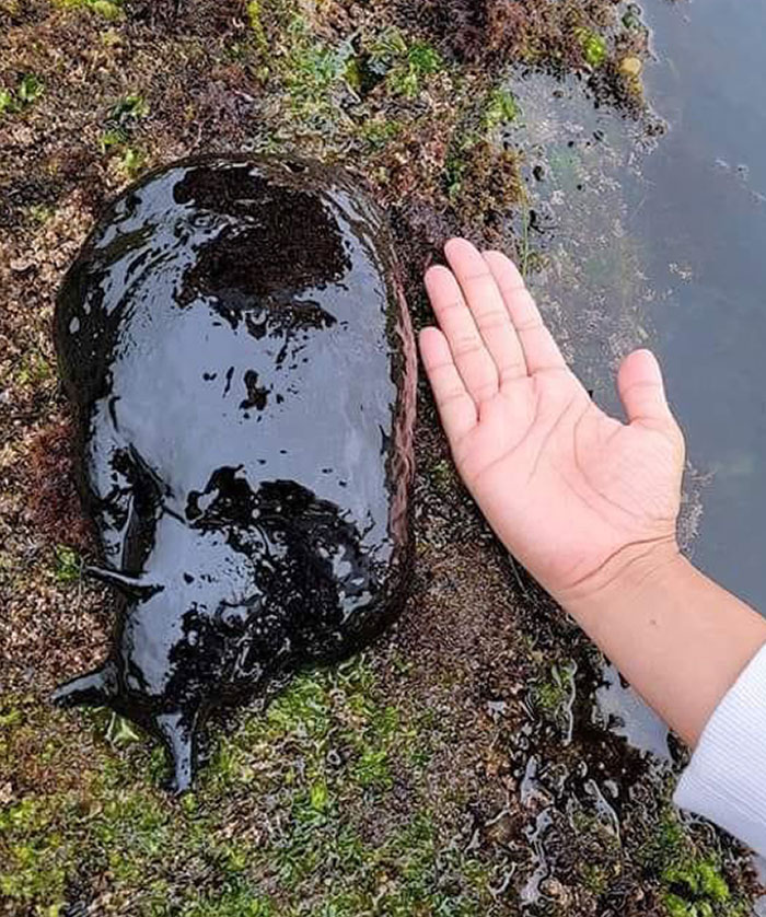 Babosa Aplysia Vaccaria, nativa de California y México, puede crecer hasta 1 metro y pesar más de 13 kilos