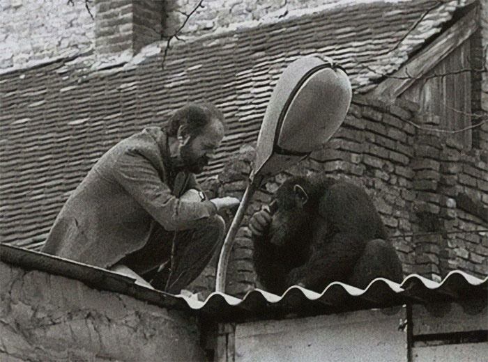 El director del zoo de Belgrado convenciendo a un chimpancé que se escapó para que vuelva, 1988