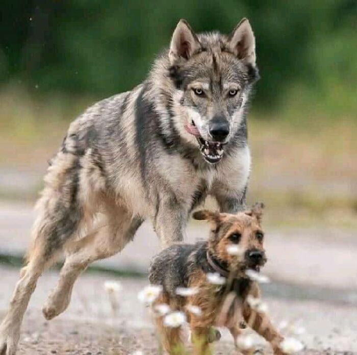 El Tamaskan es una raza de perro que parece un lobo, pero sin sangre de lobo. Es una mascota feliz y amigable. No se comió ningún terrier para la realización de esta publicación.
