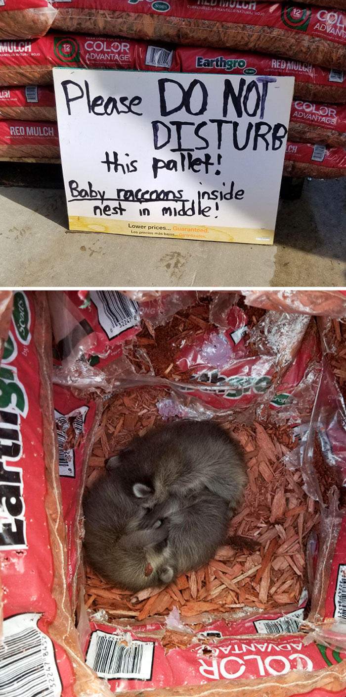 Por favor, no desordenar el pallet. Hay un nido con bebés mapache en medio