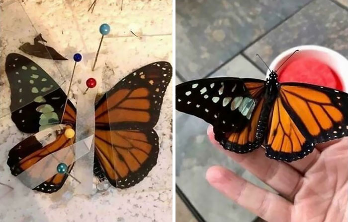 Normalmente no me ocupo de mariposas vivas, pero ahora el zoológico descubrió que puedo y me están trayendo pacientes. Esta se deformó al salir de la crisálida, así que le hice un trasplante de ala