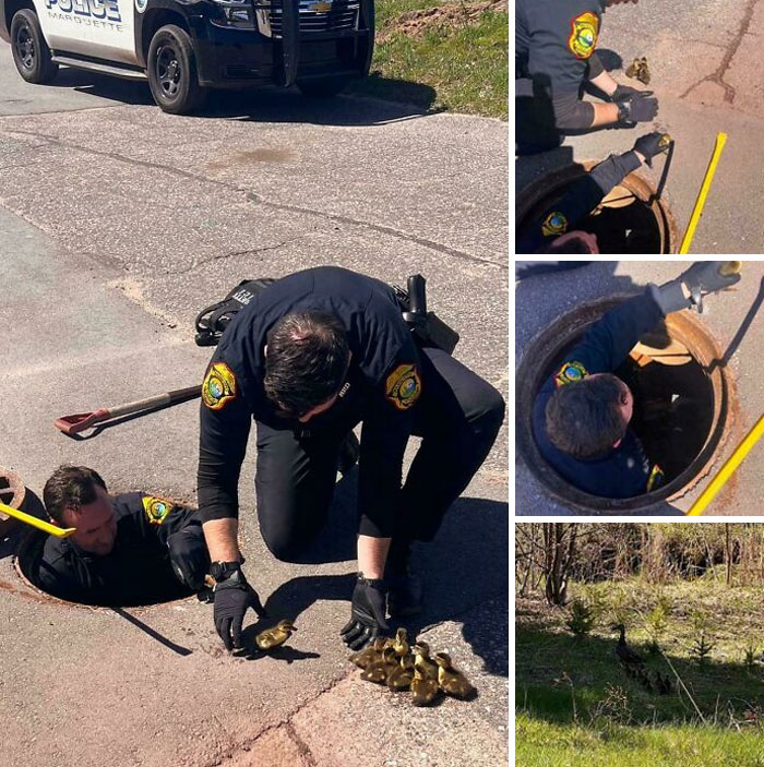 La policía salva a unos patitos de ser arrastrados hasta el lago Superior. El oficial Rieboldt se metió en un desagüe pluvial para salvar a estos 8 pequeños bebés. Los patitos se reencontraron con su madre