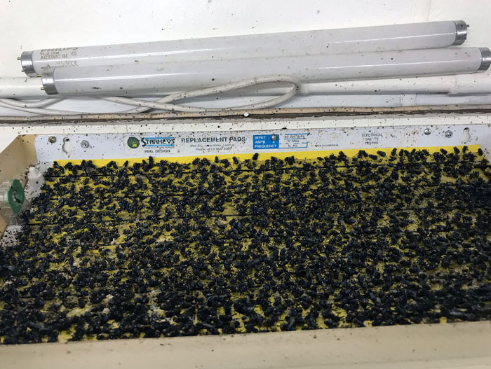 Una de mis tareas cada mañana es reemplazar 12 hojas de papel matamoscas de 18 x 12 pulgadas.