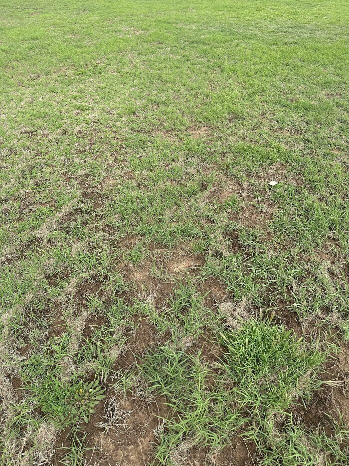 Encuentra la serpiente de cascabel