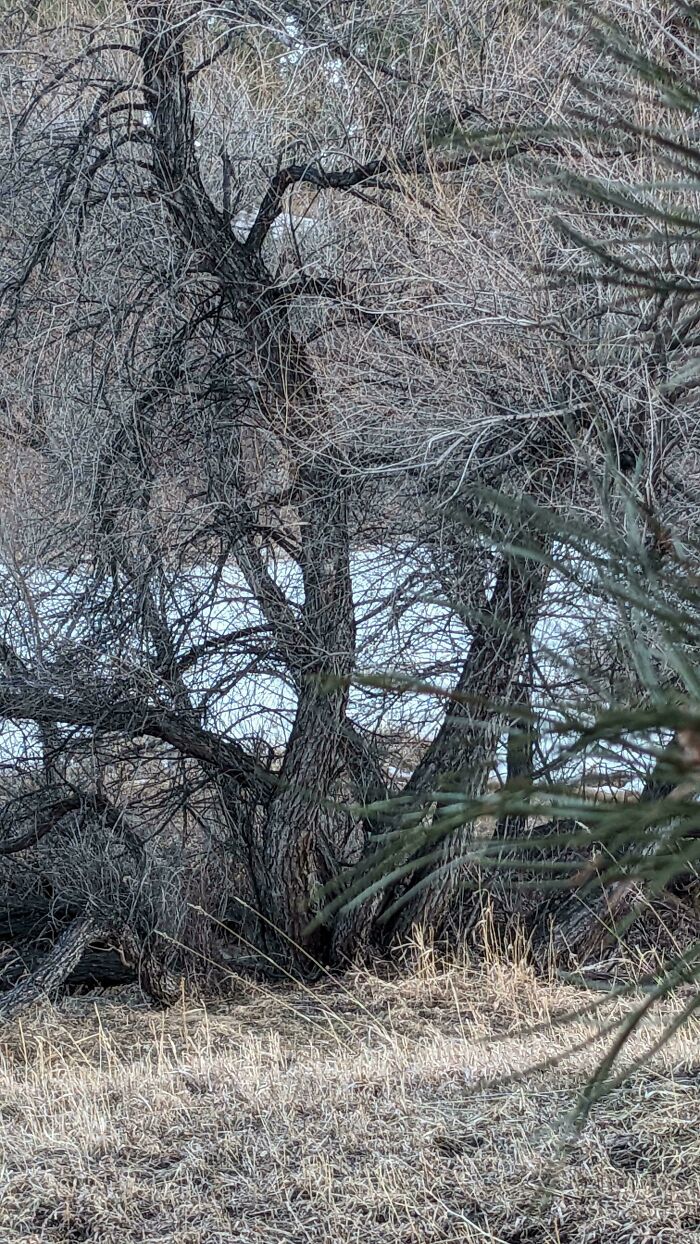 Encuentra al lince