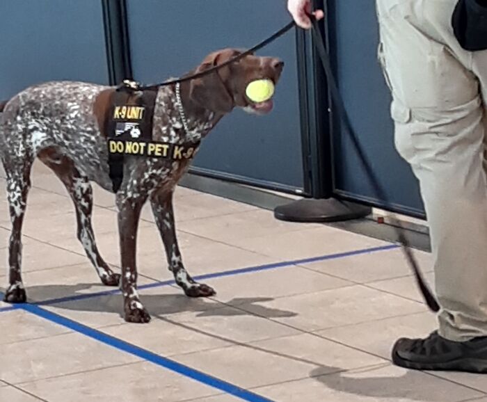 Este perro de seguridad 