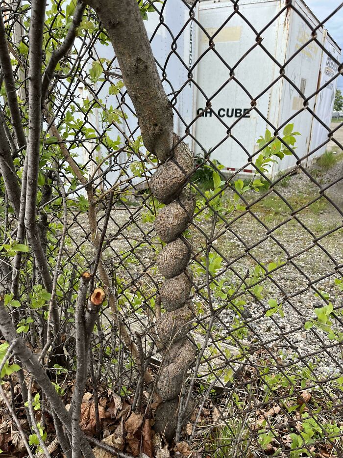 Cómo ha crecido este árbol alrededor de la verja