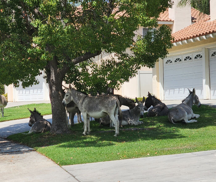 Estos burros silvestres vienen a pasar el rato a mi vecindario a menudo