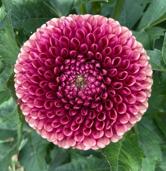 La simetría y colores de esta dalia
