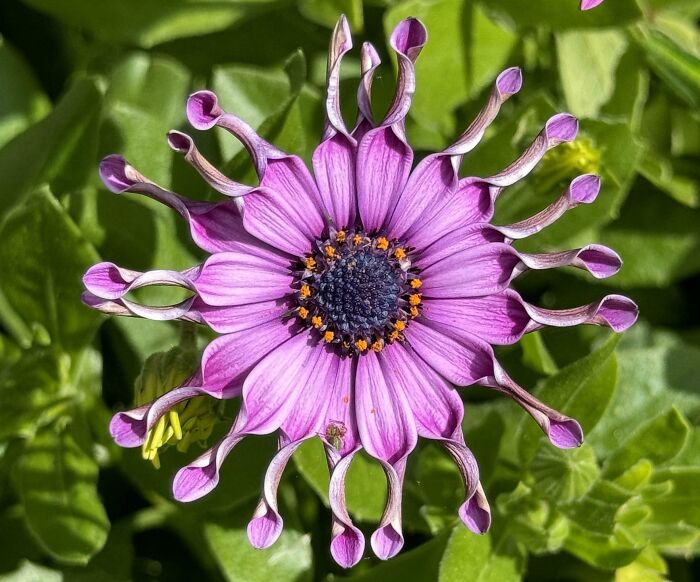 Los pétalos extraños de esta flor