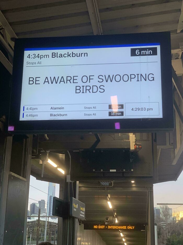 Cuidado con los pájaros volando en picado