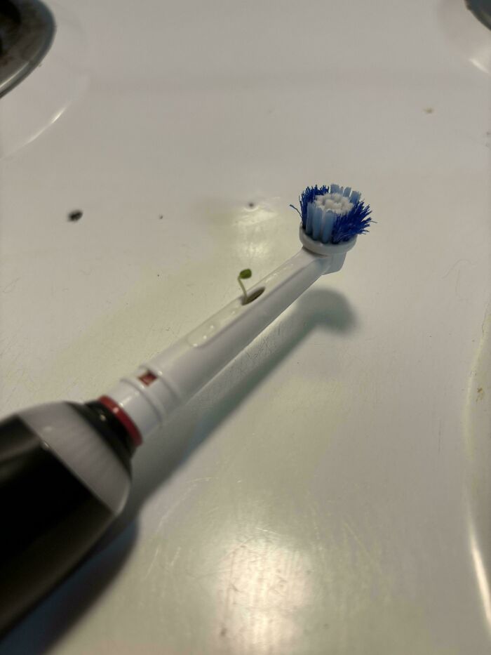 Una semilla de chía brotó de mi cepillo de dientes