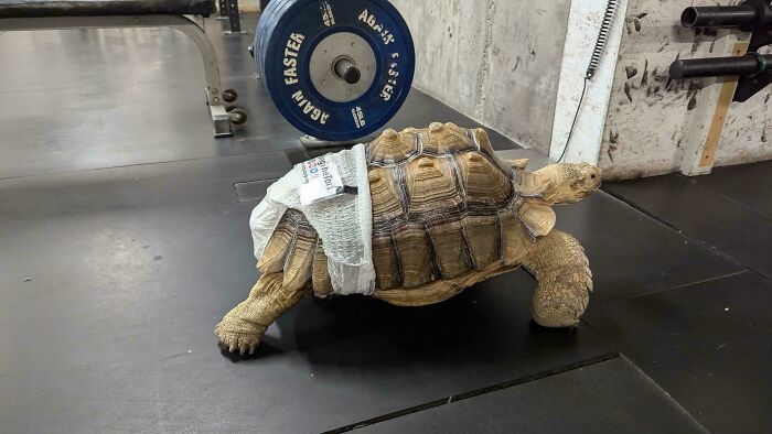 Hay una tortuga con pañal paseando libremente por el gimnasio