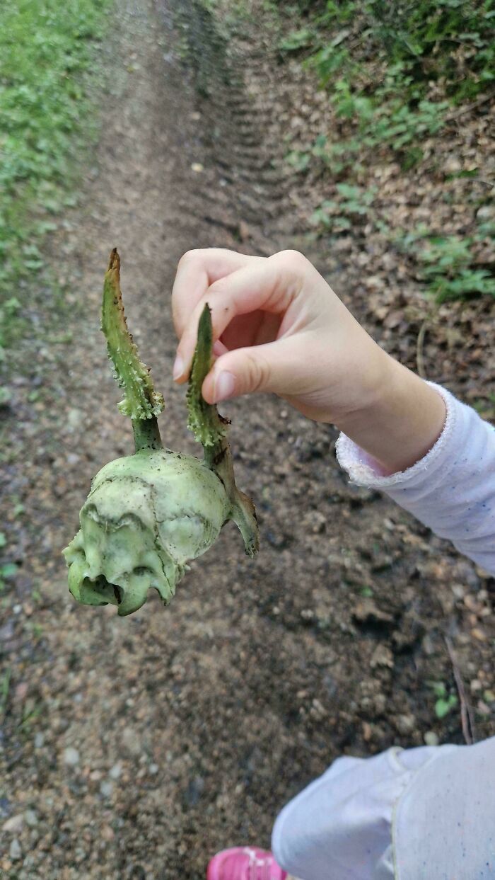 Encontré un pequeño cráneo de ciervo en el bosque